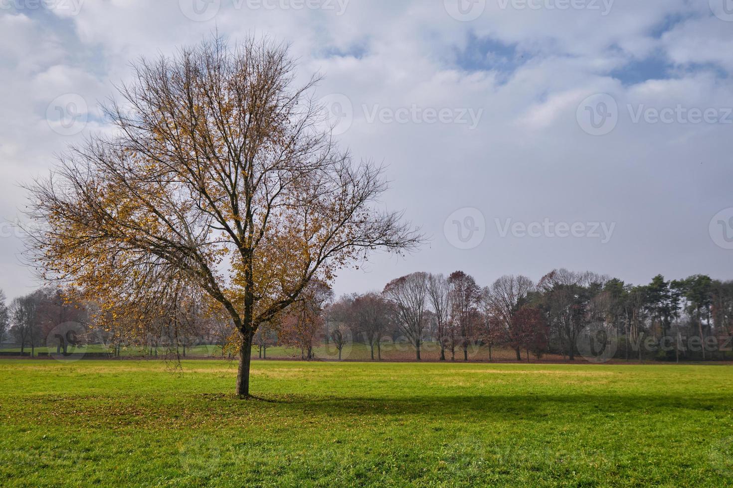 Lonely beautiful tree with the last golden leaves on a meadow around. Autumn Landscape, Park of Monza, Italy photo