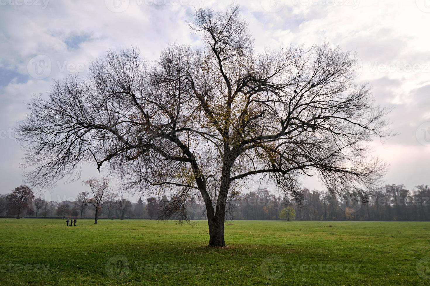 Lonely beautiful tree with the last golden leaves on a meadow around photo