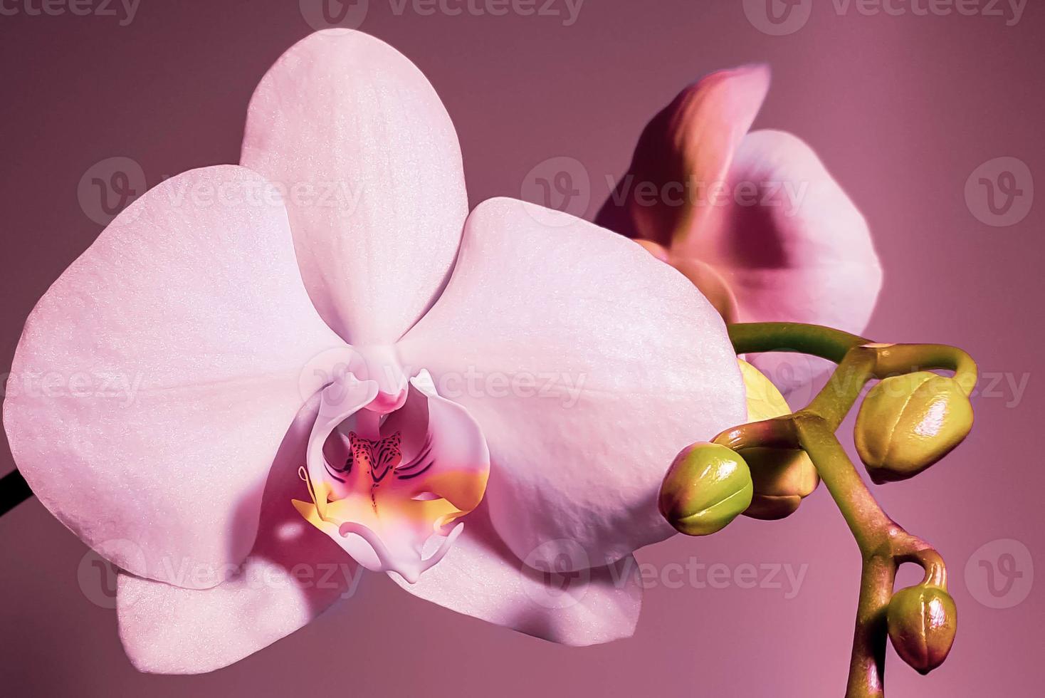 Pale pink orchid photo