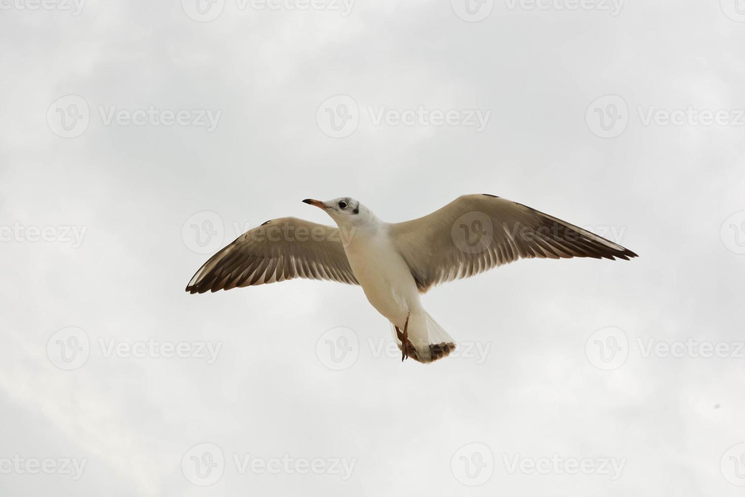 Flying seagulls against the sky photo