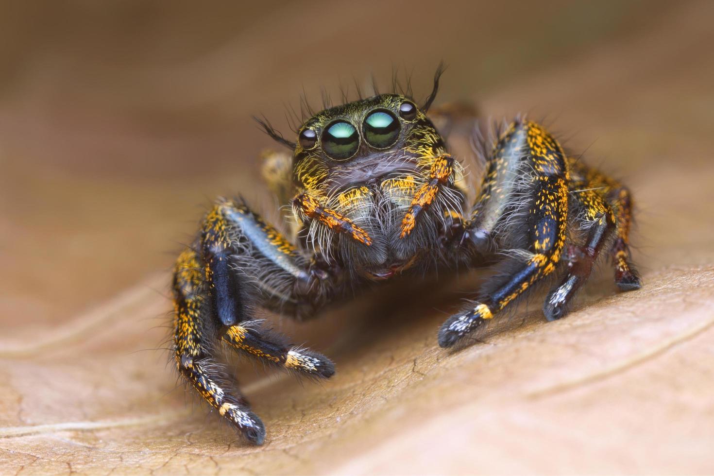 Retrato de vista frontal con detalles extremadamente ampliados de araña saltadora colorida con fondo de hoja marrón foto