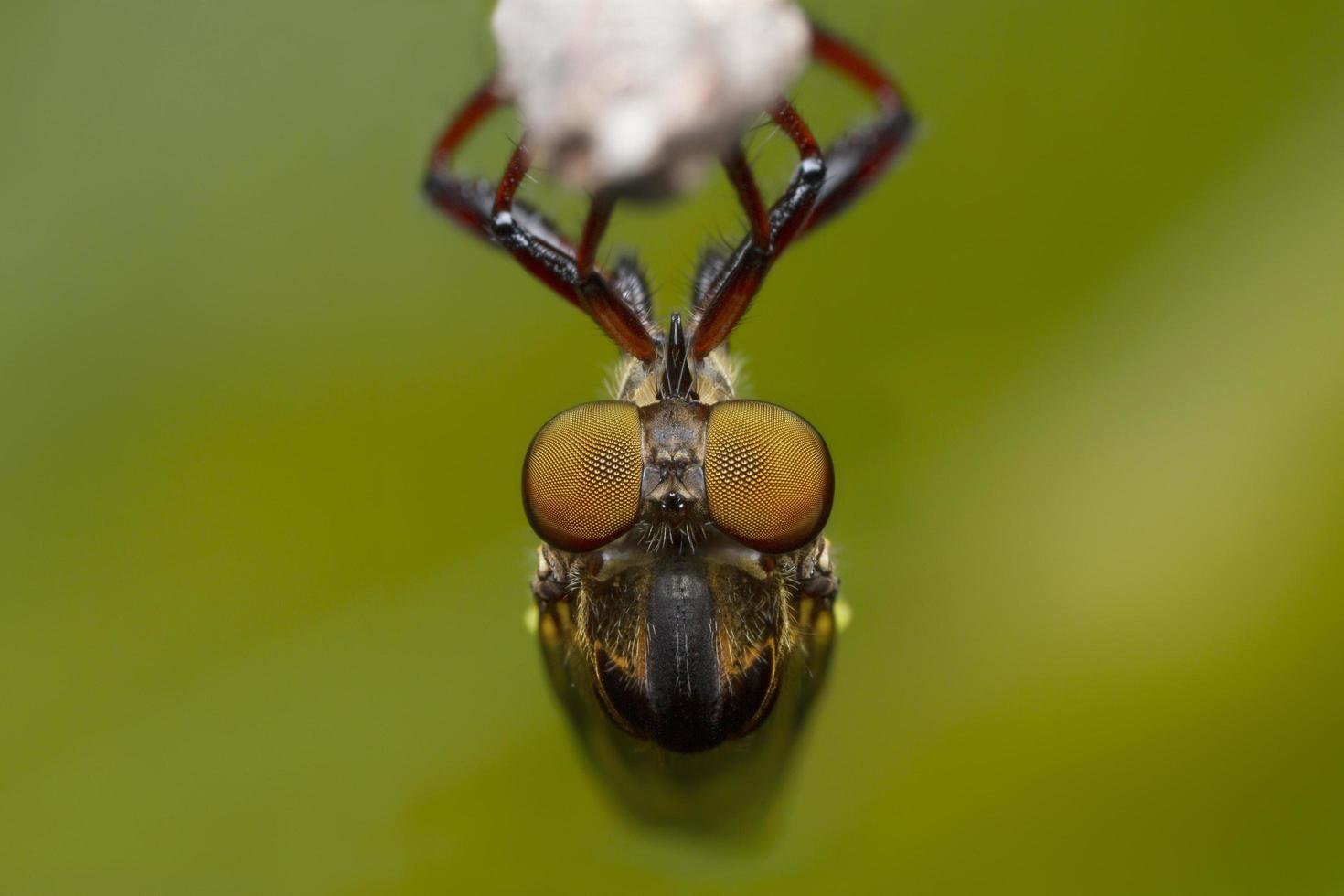 robber fly on tree branchin nature photo