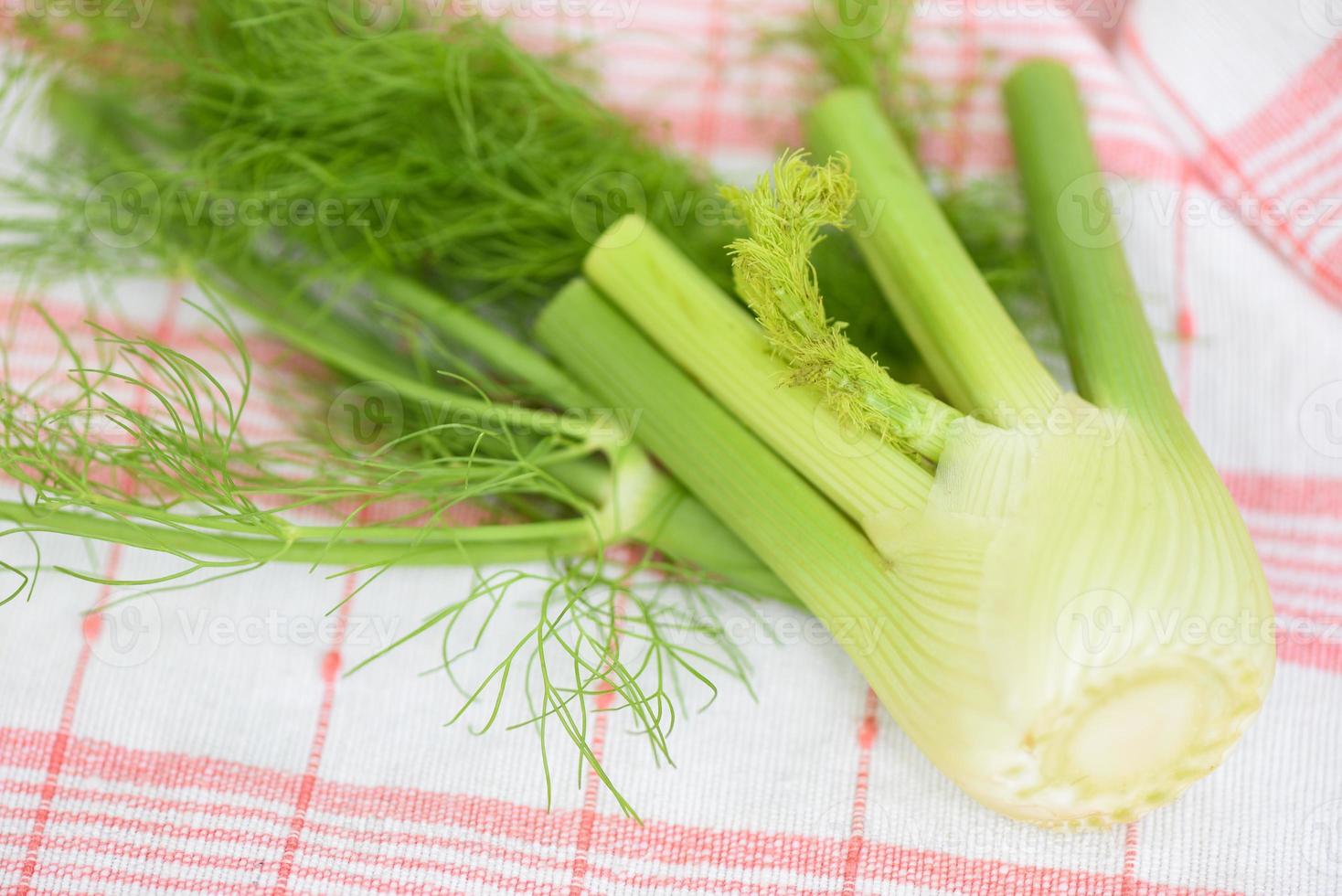 Fennel vegetable from the garden , Fresh raw fennel bulbs ready to cook on food. photo