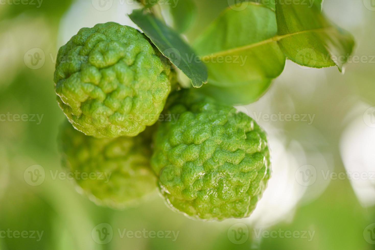 fruta fresca de bergamota en el fondo de la naturaleza del árbol, lima kaffir, bergamia cítrica con hojas en la mesa de madera concepto de aceite esencial de frutas cítricas de bergamota. foto