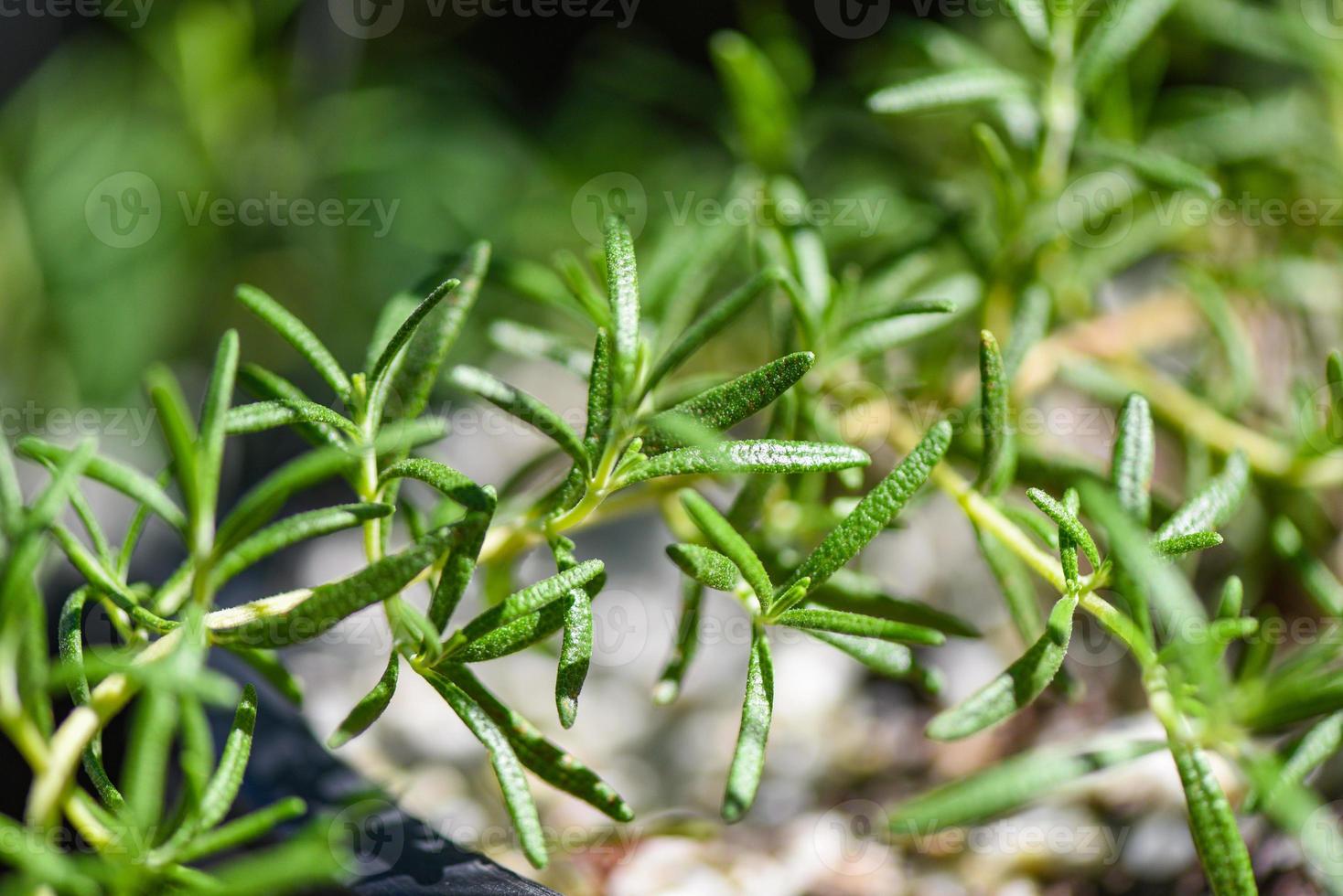 Planta de romero orgánico que crece en el jardín para extractos de aceite esencial, hierbas frescas de romero naturaleza fondo verde foto