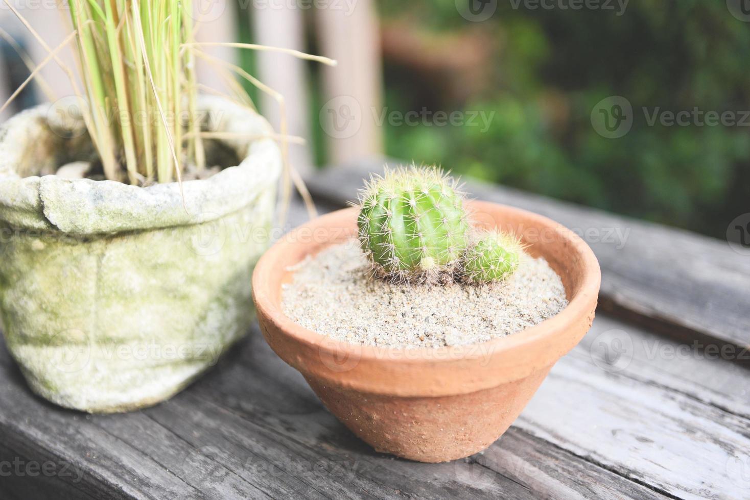 maceta de cactus en la mesa de madera decorar en la flor del jardín foto