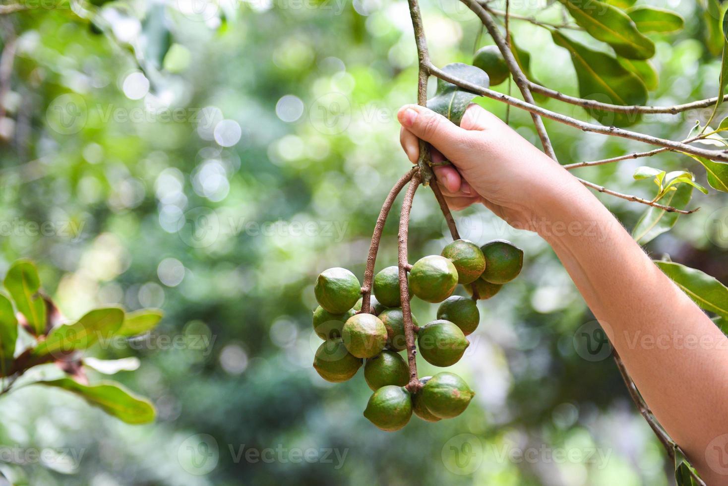 woman hand holding macadamia nut in natural on the macadamia tree in farm photo