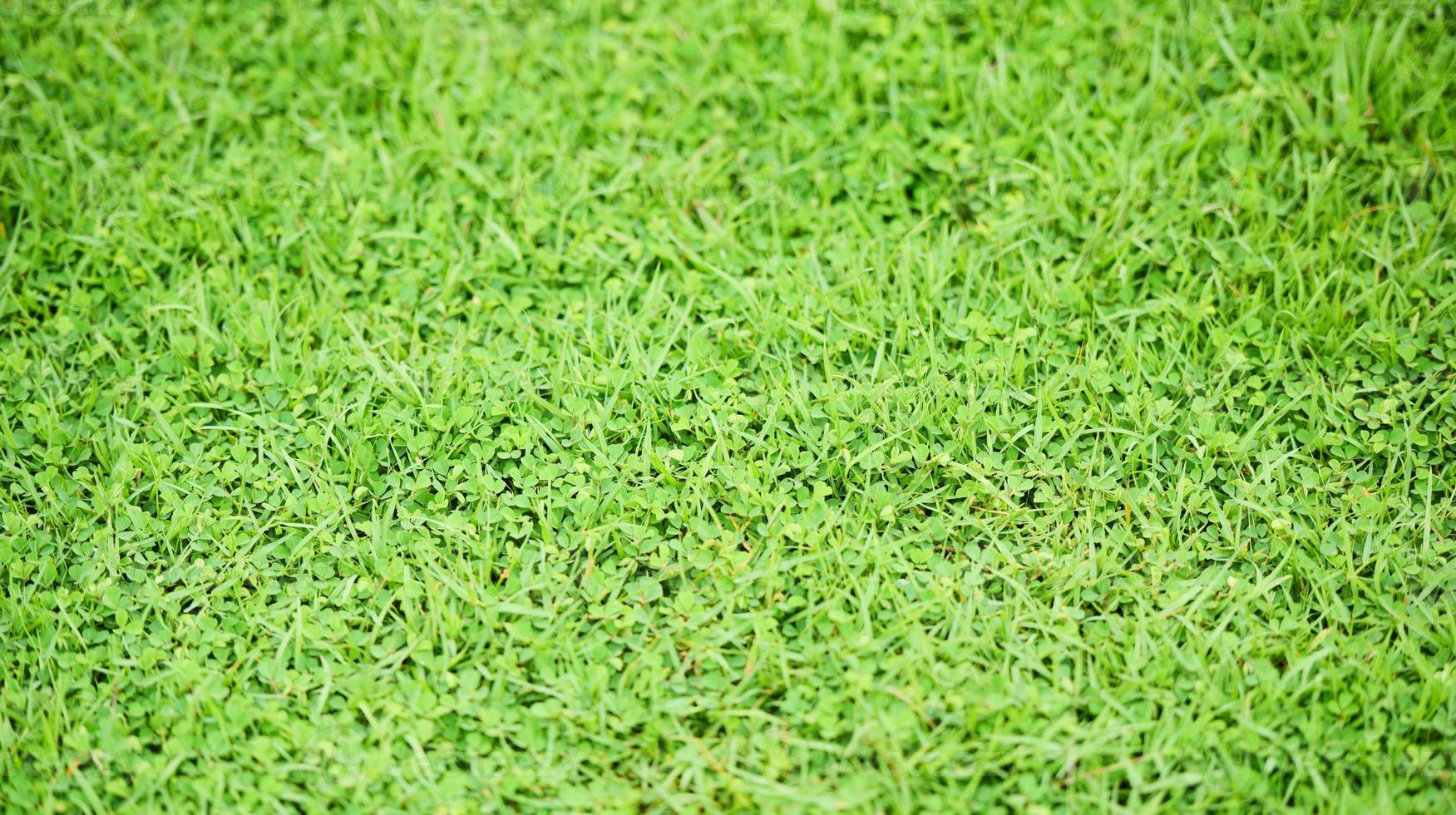 fondo de la hierba patrón de césped textura de la hierba verde foto