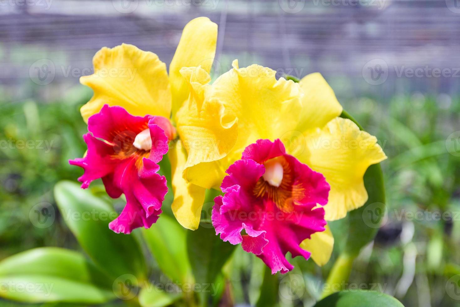 orquídeas cattleya - rosa y amarilla hermosa flor de orquídea colorida en la planta de vivero de la granja de la naturaleza foto
