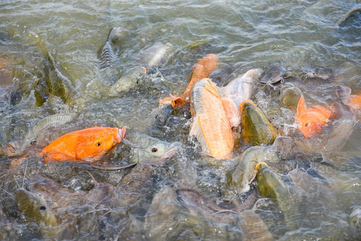 Granja de peces de agua dulce: carpa dorada, tilapia o carpa naranja y bagre que se alimentan de alimentos en estanques de superficie de agua foto