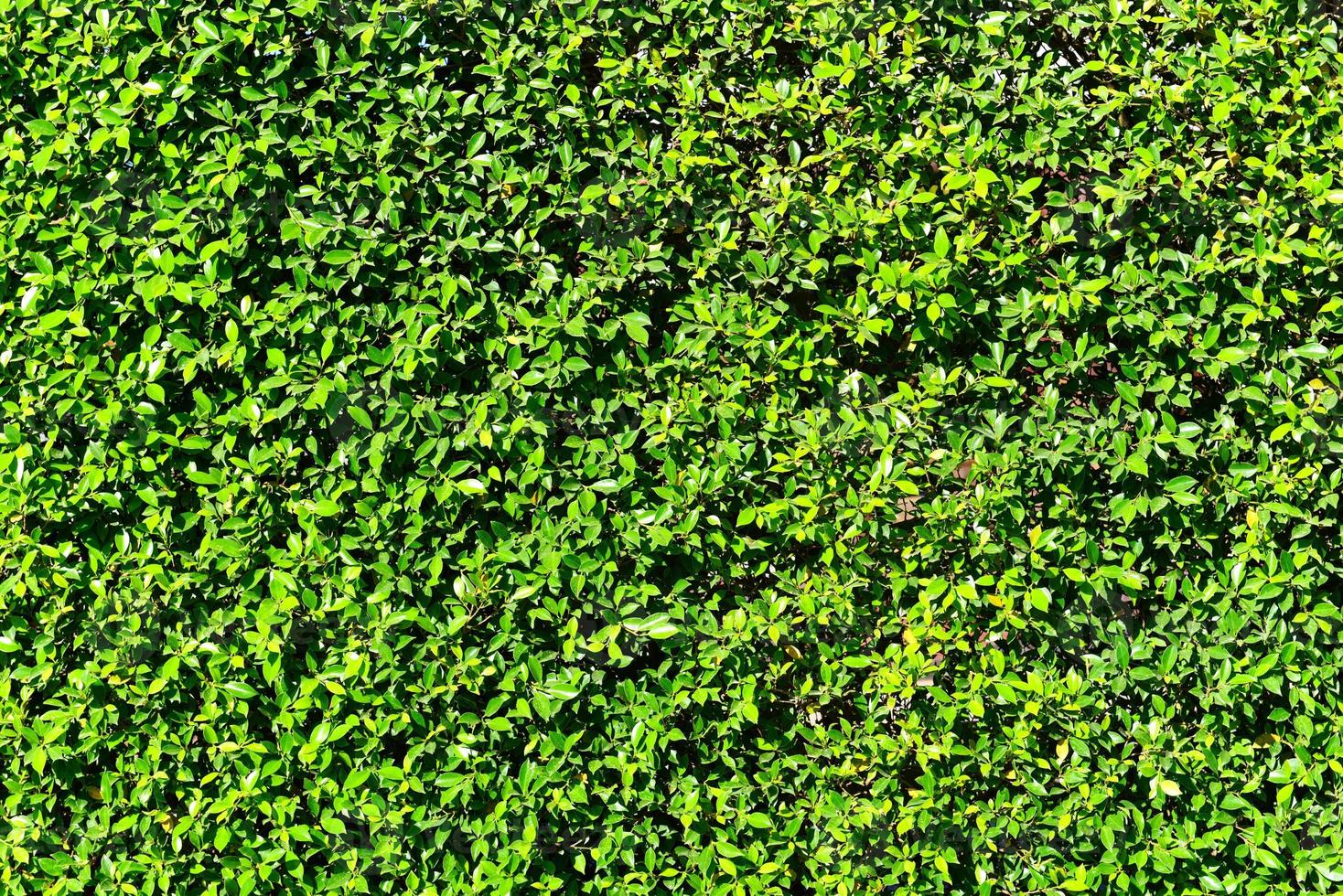 Green leaves background or the natural walls texture, Green leaf square frame. photo