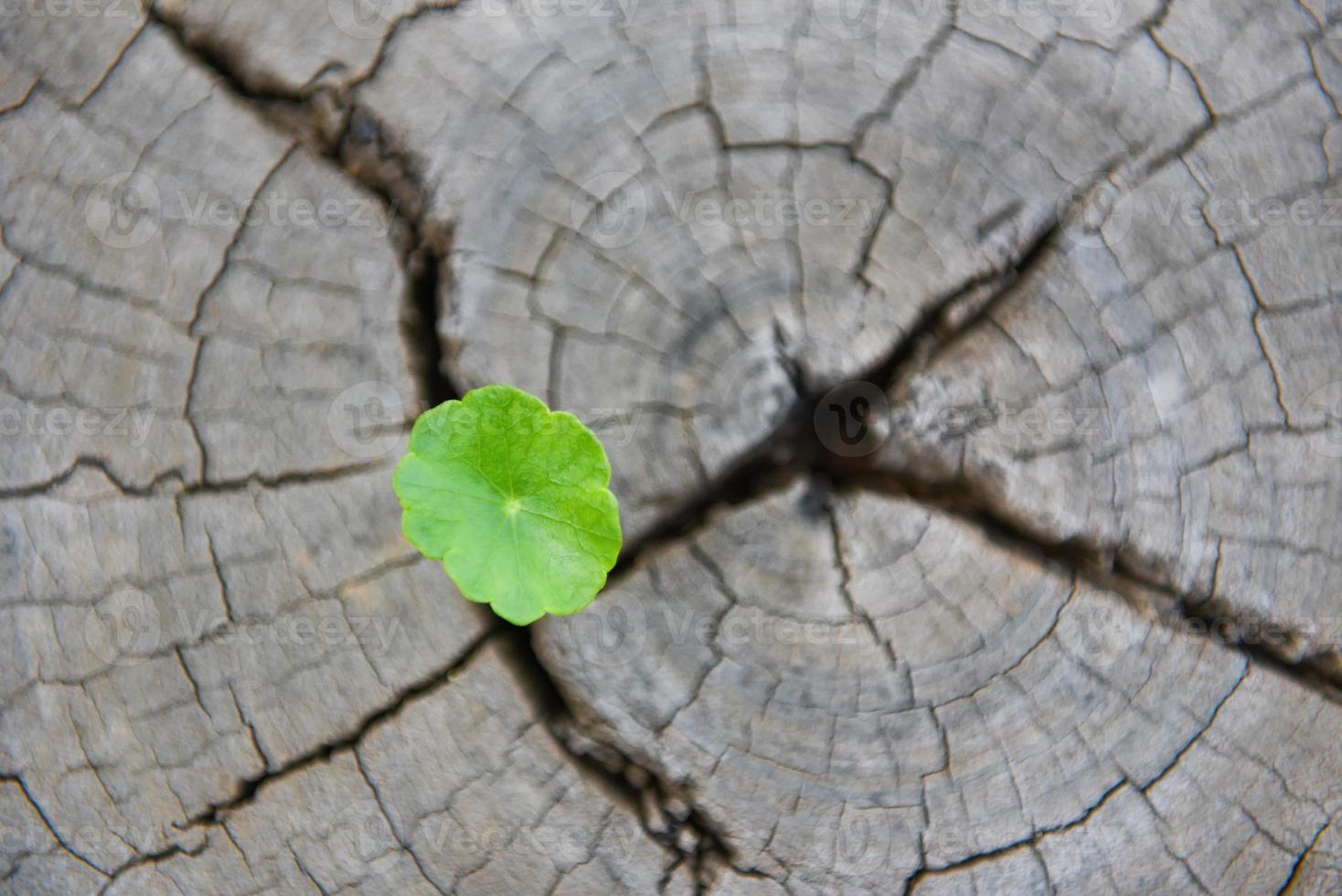 una plántula fuerte que crece en el centro del tronco de los tocones cortados. concepto de árbol de apoyo construyendo un enfoque futuro en una nueva vida foto