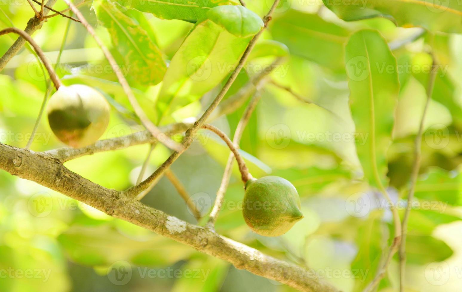 Nueces de macadamia colgando de la rama del árbol de macadamia en la granja en el verano foto