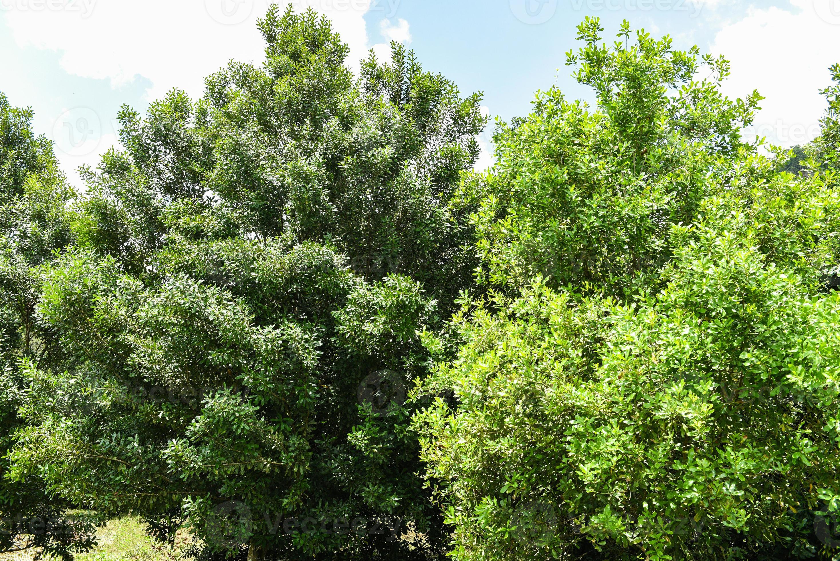 Macadamia nut tree in the summer macadamia farm on countryside