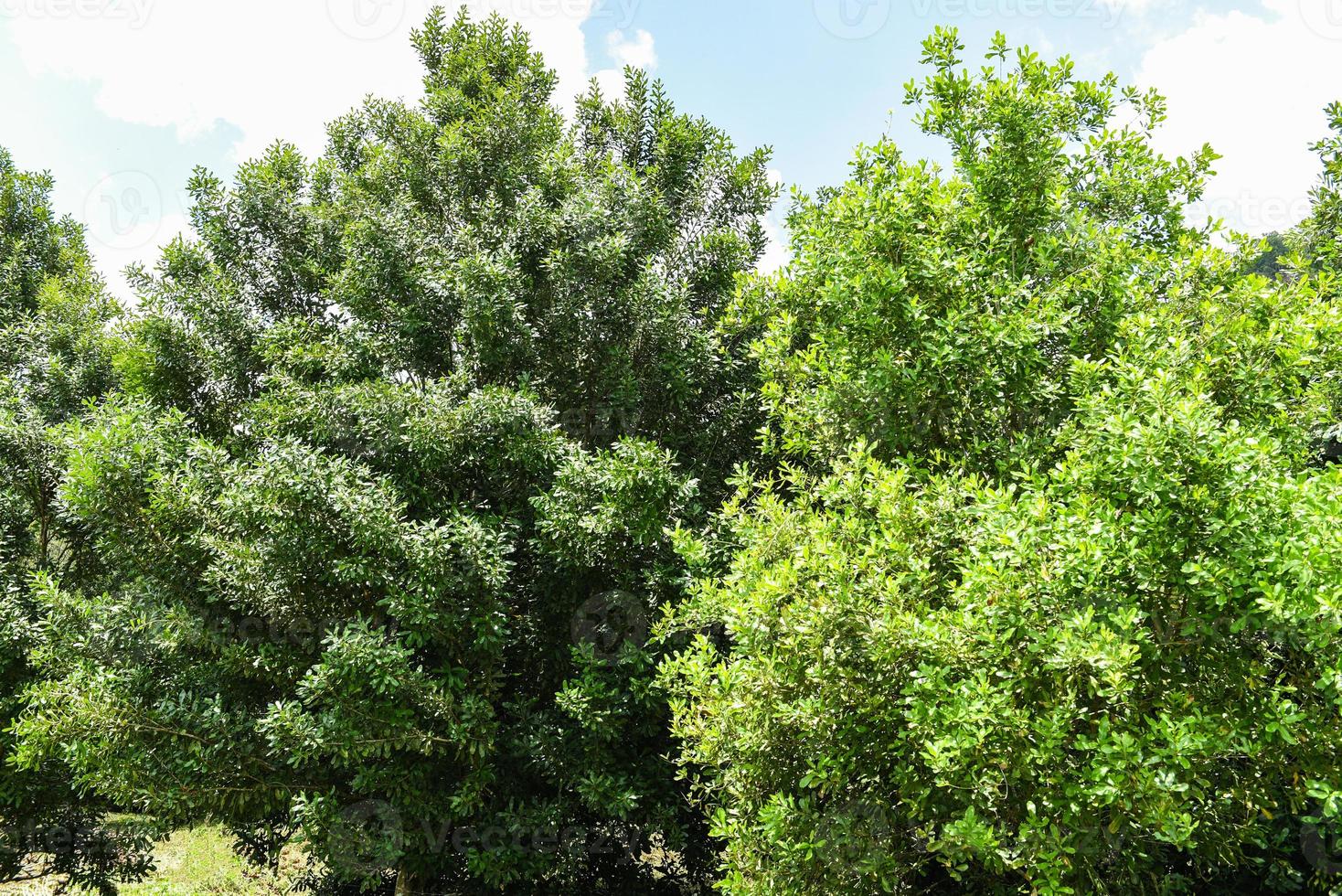 Macadamia nut tree in the summer - macadamia farm on countryside agriculture photo