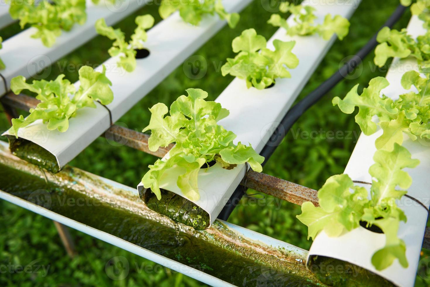 Lechuga hidropónica que crece en el jardín Ensalada de lechuga de granja hidropónica orgánica para alimentos saludables, vegetales de invernadero en tubería de agua con roble verde y roble rojo. foto