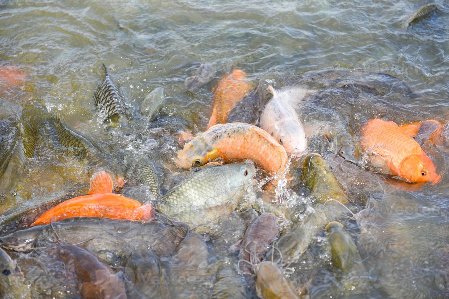 Granja de peces de agua dulce: carpa dorada, tilapia o carpa naranja y bagre que se alimentan de alimentos en estanques de superficie de agua foto