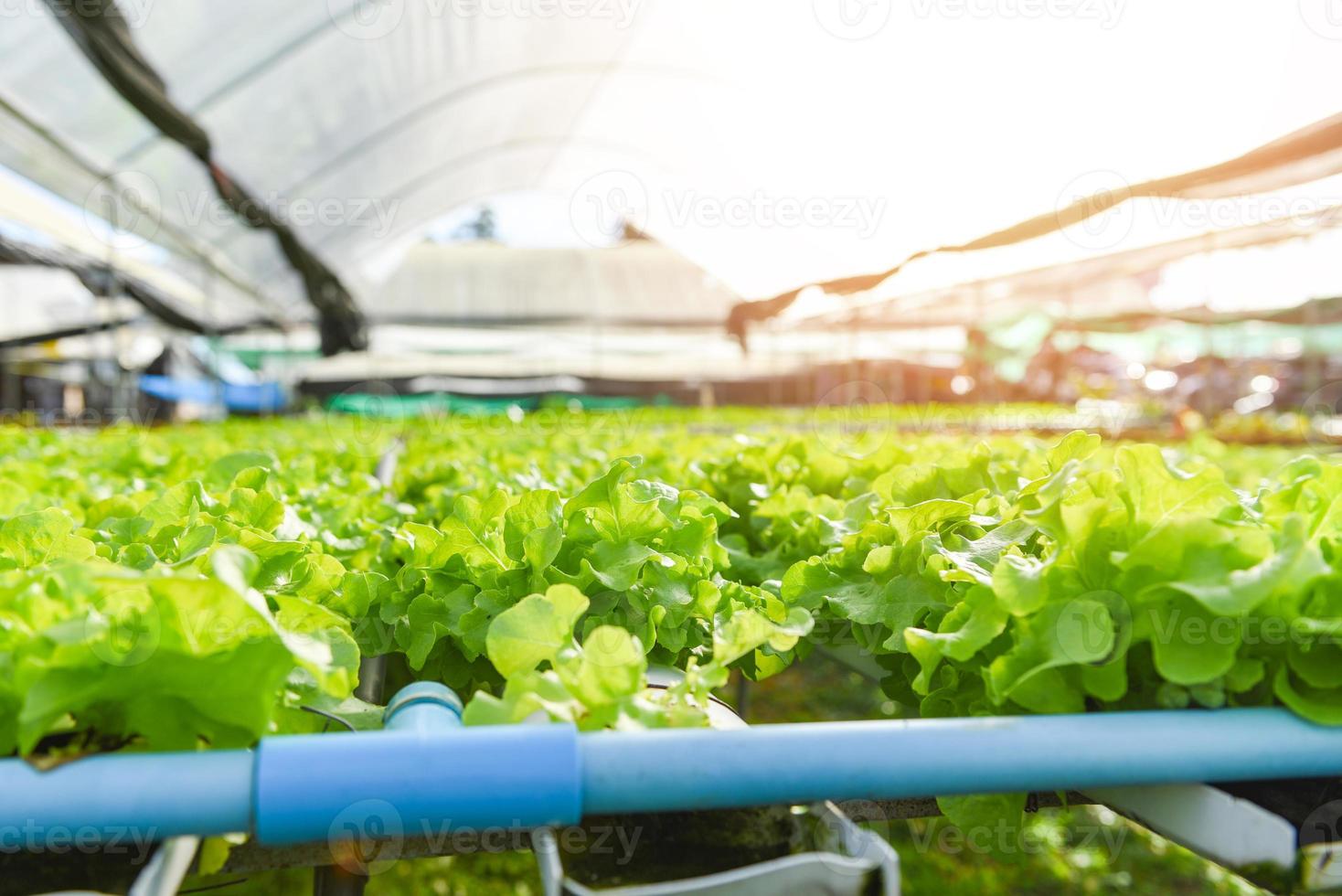 Lechuga hidropónica que crece en el jardín Ensalada de lechuga de granja hidropónica orgánica para alimentos saludables, vegetales de invernadero en tubería de agua con roble verde y roble rojo. foto