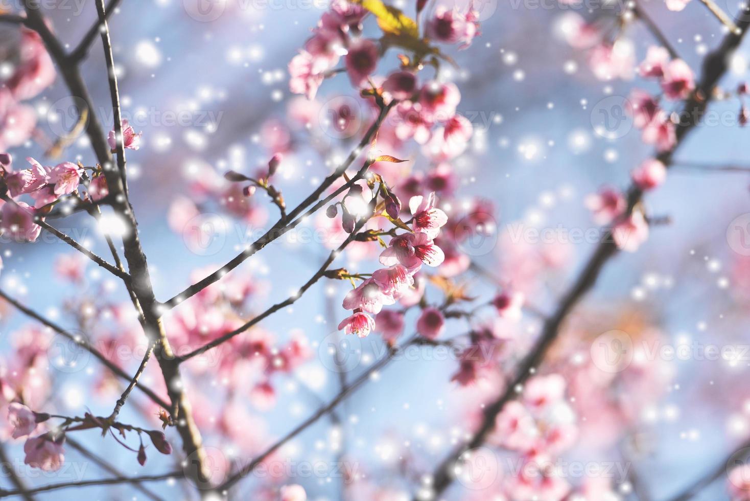 flor de cerezo salvaje del Himalaya, hermosa flor rosa de sakura en invierno con paisaje nevado. foto