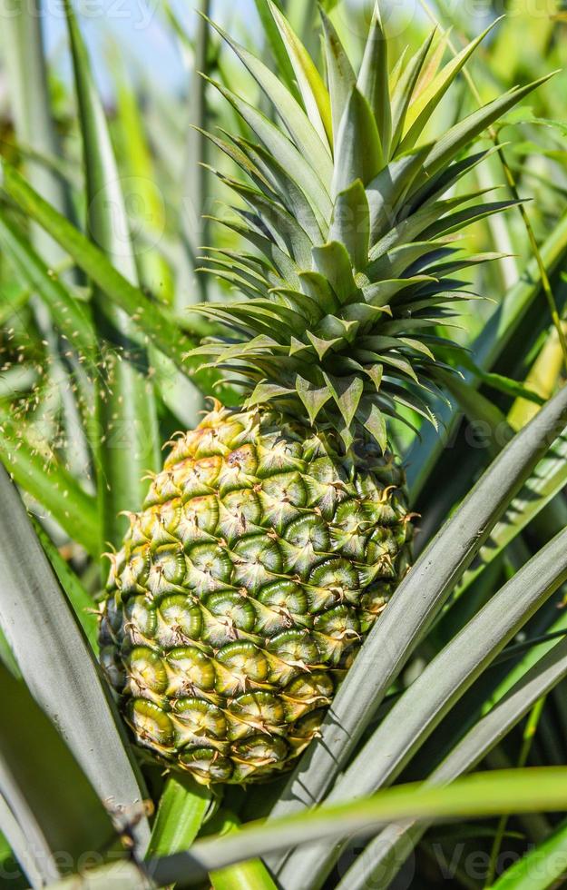 Fruta de piña en árbol, plantación de piña frutas tropicales que crecen en una agricultura agrícola foto