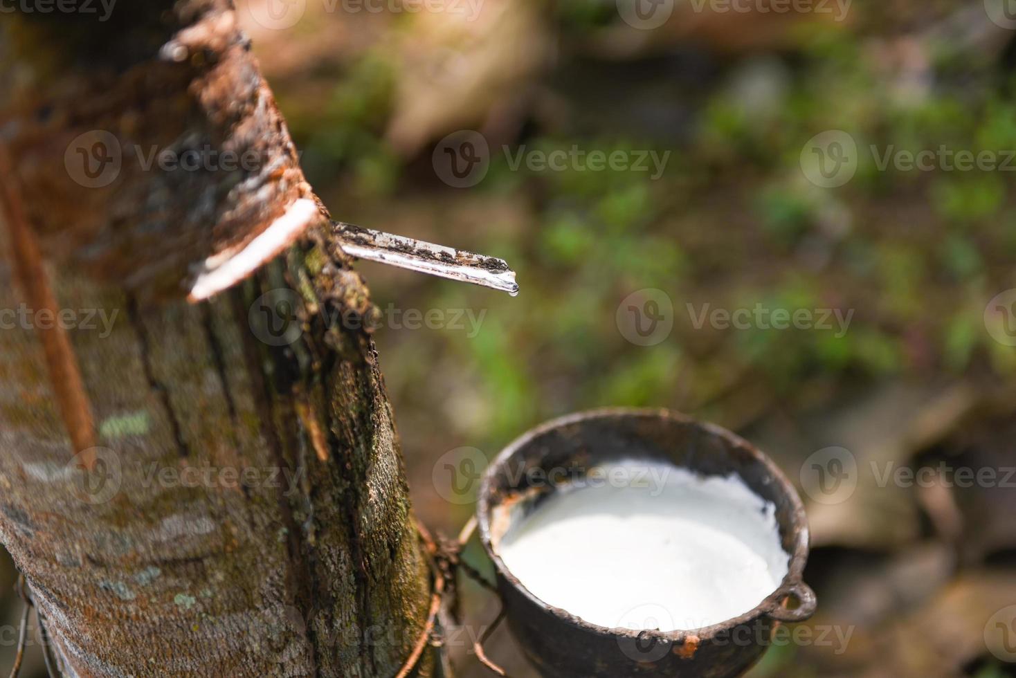 Rubber plantations with rubber latex in bowl extracted from rubber tree plantation agriculture of asian for natural latex photo
