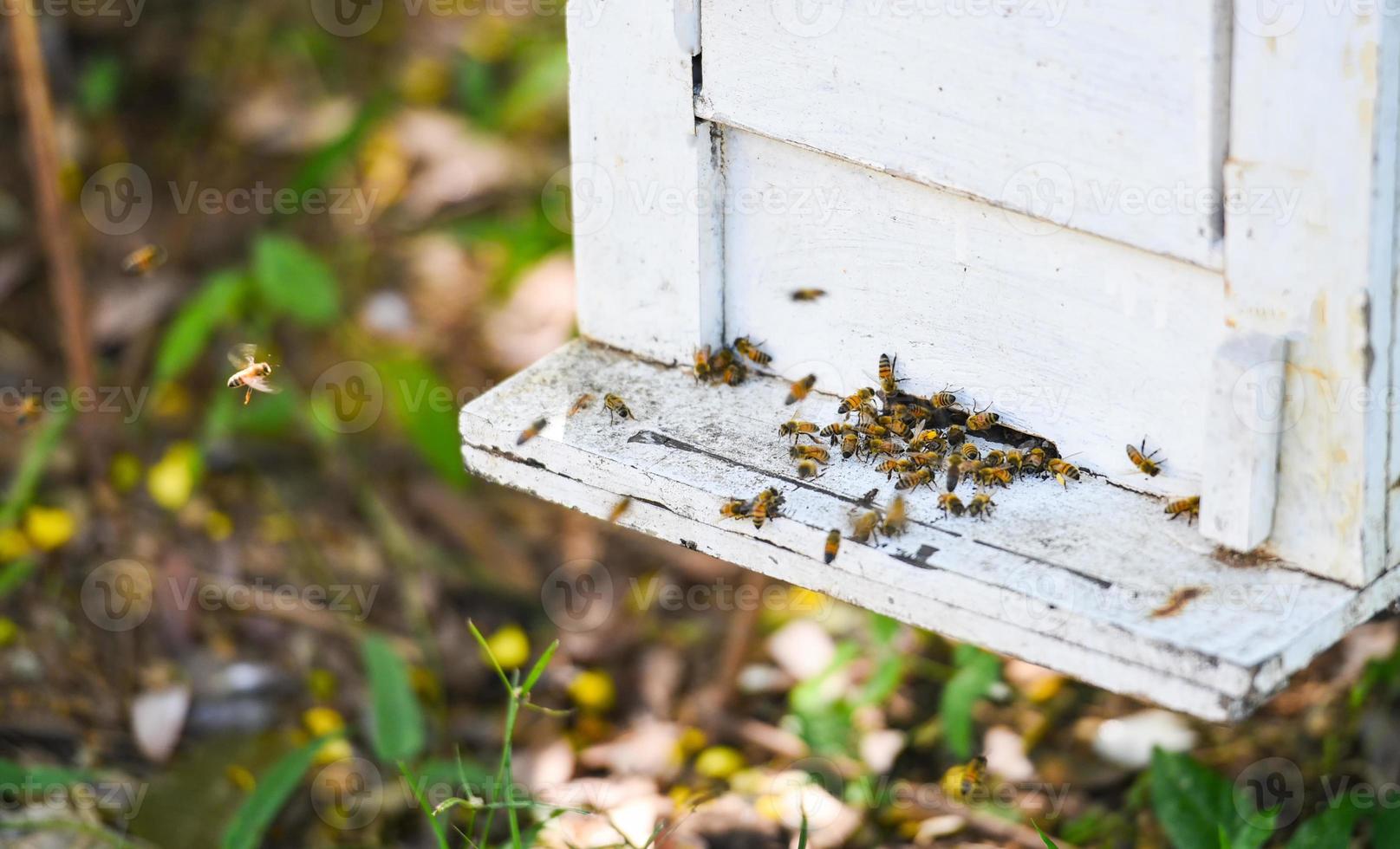 colmenar de abejas colmena de abejas para la recolección de miel, colmena de apicultor con abejas volando a las tablas de aterrizaje. apicultura foto