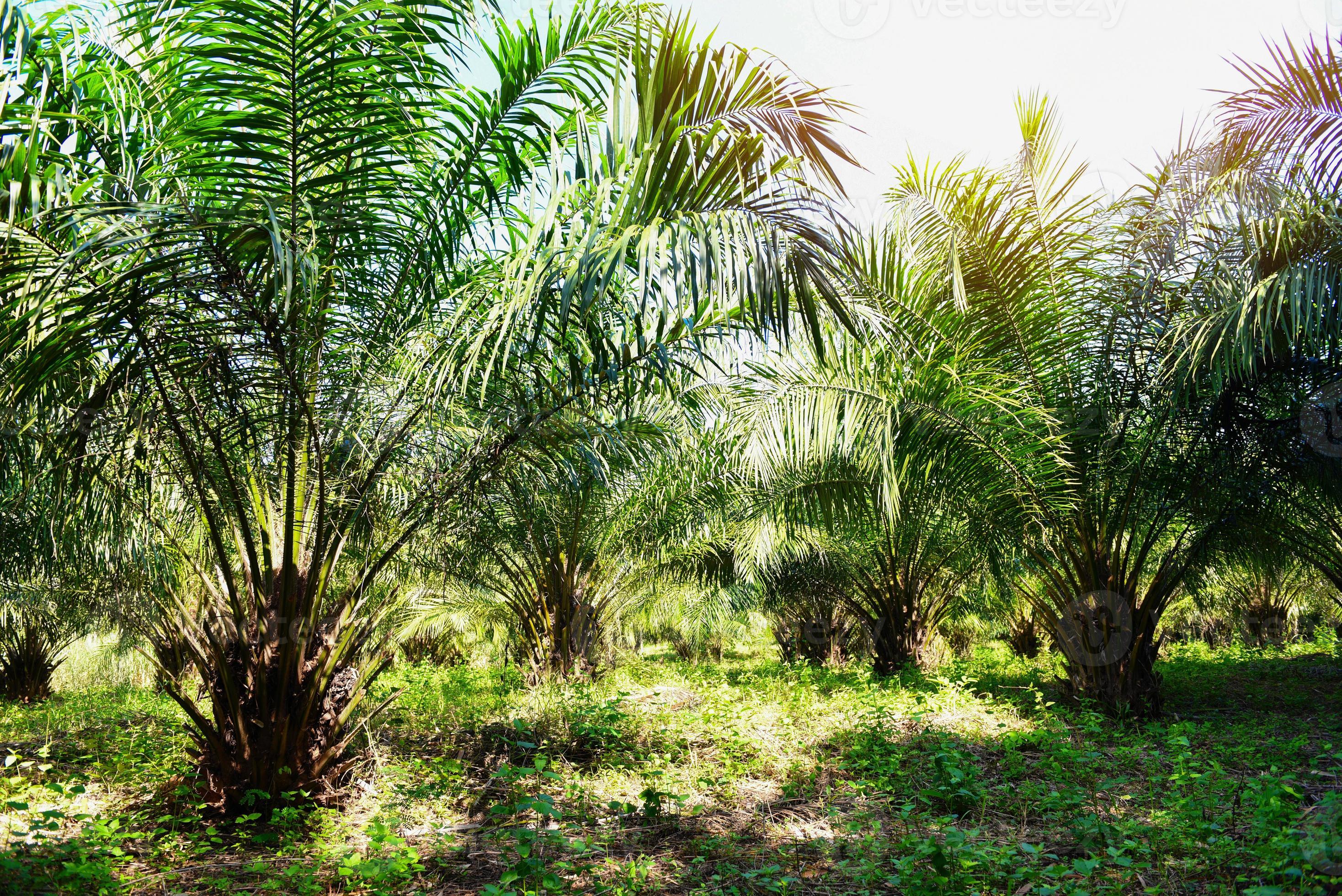 Palm plantation, Palm oil with leaves of crops in green, tropical tree plant palm tree fields