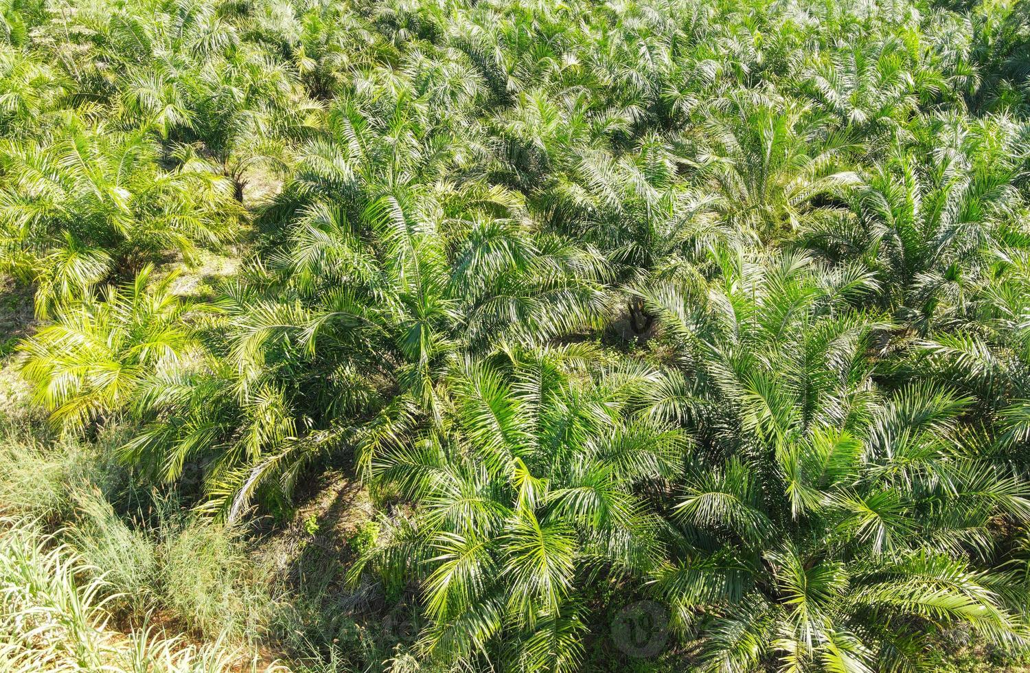 Top view palm leaves from above of crops in green, Bird's eye view tropical tree plant, Aerial view of the palm tree green fields nature agricultural farm background photo