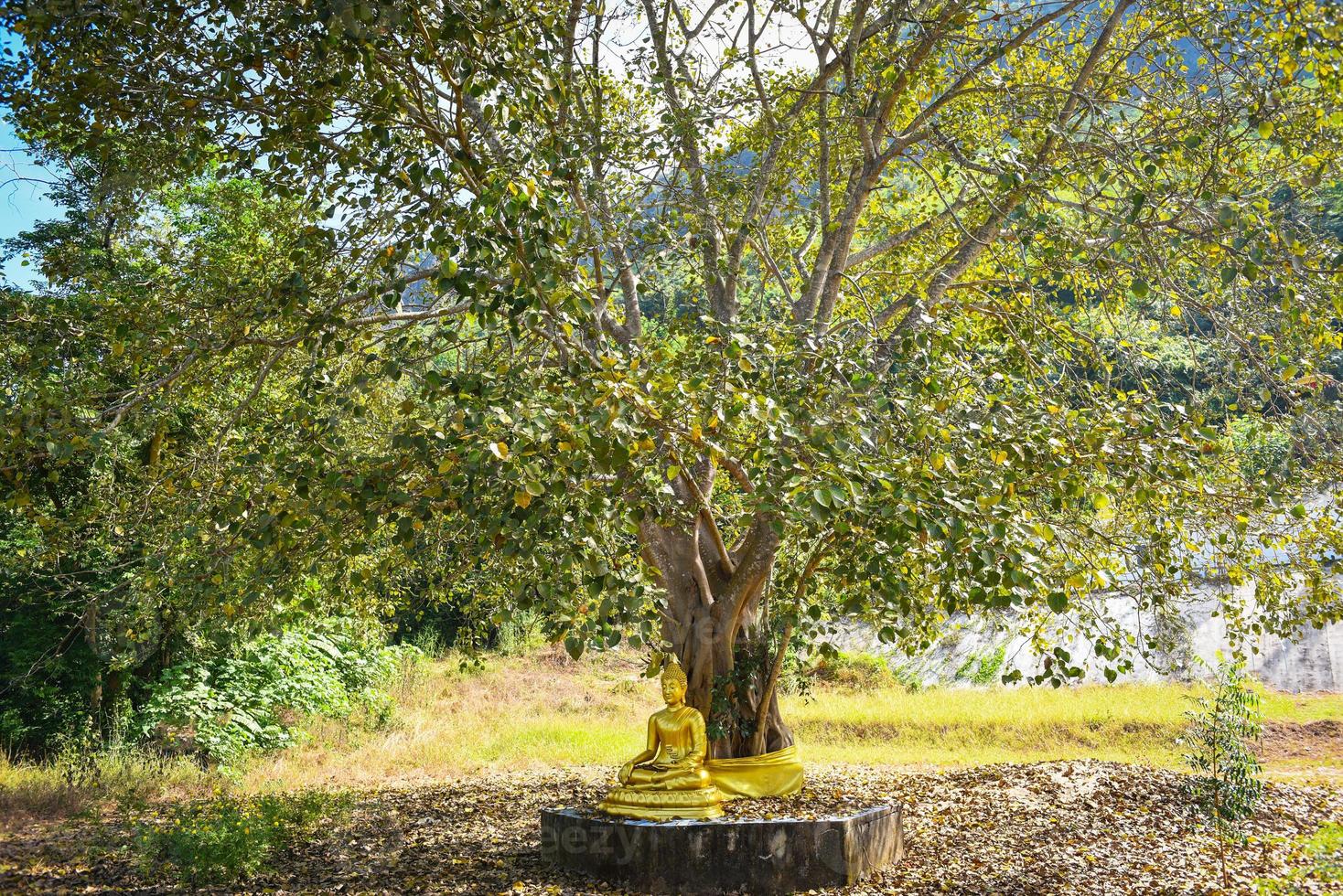 Bodhi árbol y hoja verde de bodhi con estatua de Buda en el templo de Tailandia, árbol del budismo foto