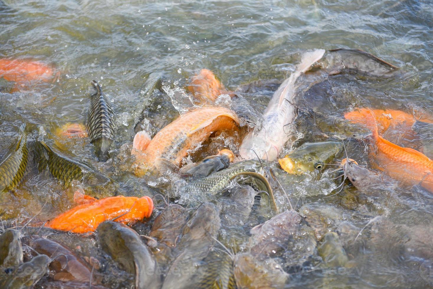 Granja de peces de agua dulce: carpa dorada, tilapia o carpa naranja y bagre que se alimentan de alimentos en estanques de superficie de agua foto