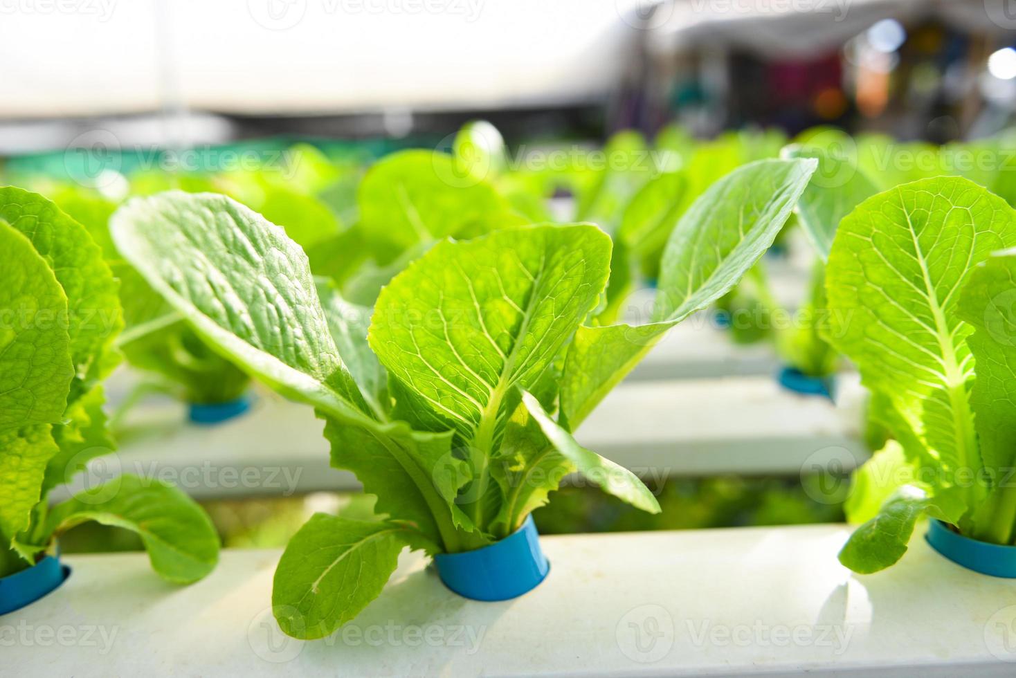 Lechuga hidropónica que crece en el jardín Ensalada de lechuga de granja hidropónica orgánica para alimentos saludables, vegetales de invernadero en tubería de agua con roble verde y roble rojo. foto