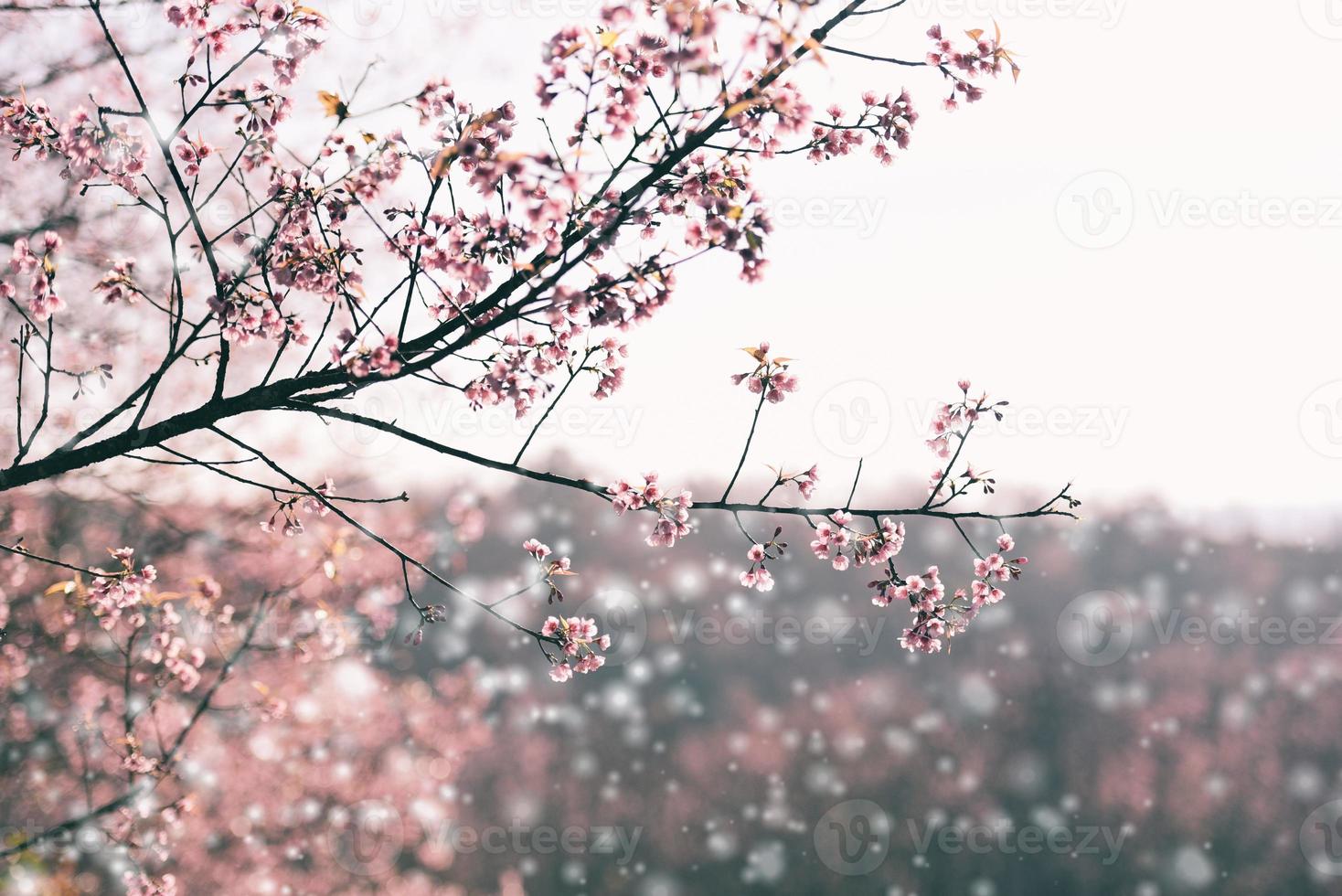 Wild Himalayan Cherry Blossom, beautiful pink sakura flower at winter with snow landscape. photo