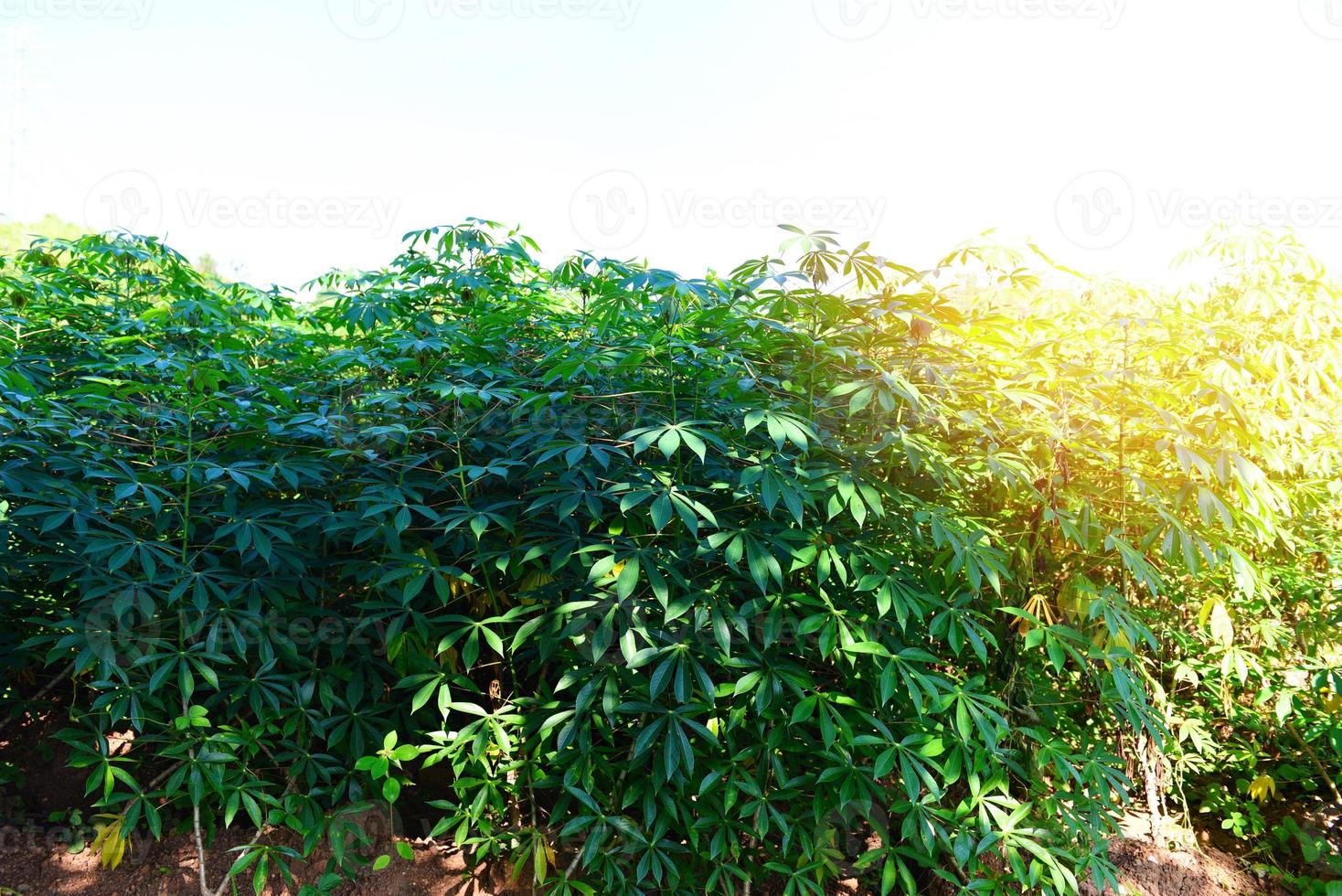 Cassava leaves crops in green, tropical tree plant cassava plantation green fields nature agricultural farm plant tree photo
