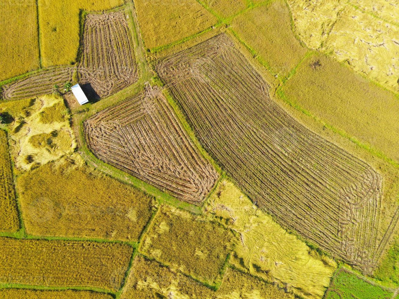 Top view harvest rice field from above with agricultural crops yellow ready to harvest, Aerial view of the rice field area fields nature agricultural farm, Birds eye view photo