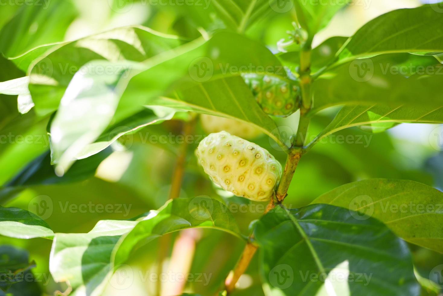 Noni fruit herbal medicines, fresh noni on tree Other names Great morinda, Beach mulberry photo