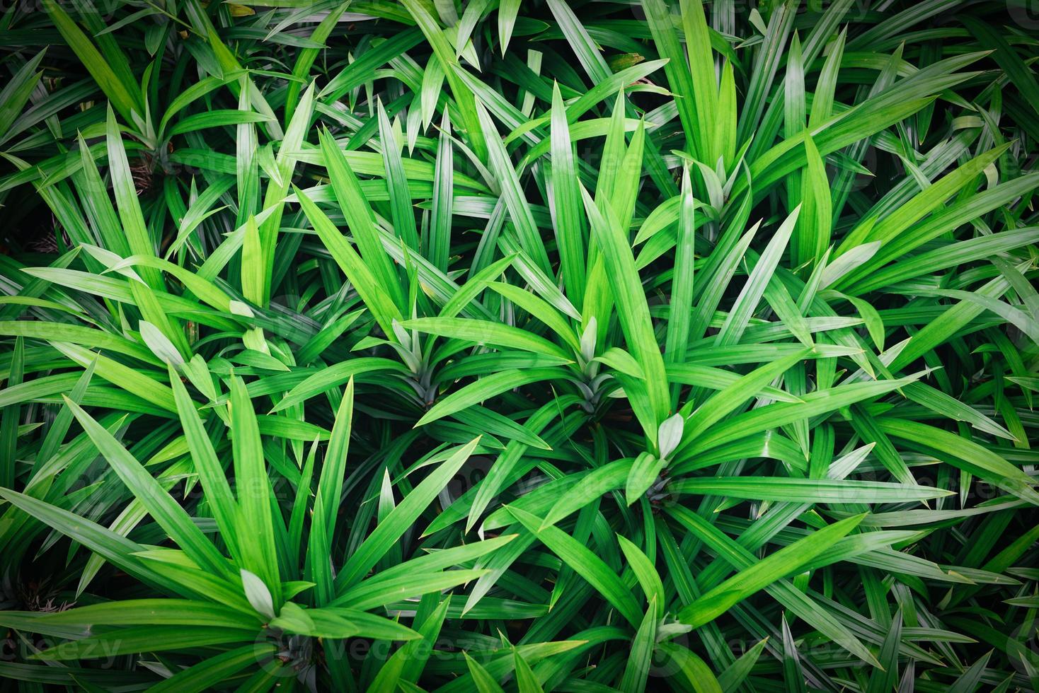 Jardín de árboles pandan para plantas de ingredientes de hierbas naturales en comida asiática de cocina tailandesa - hoja de pandan foto