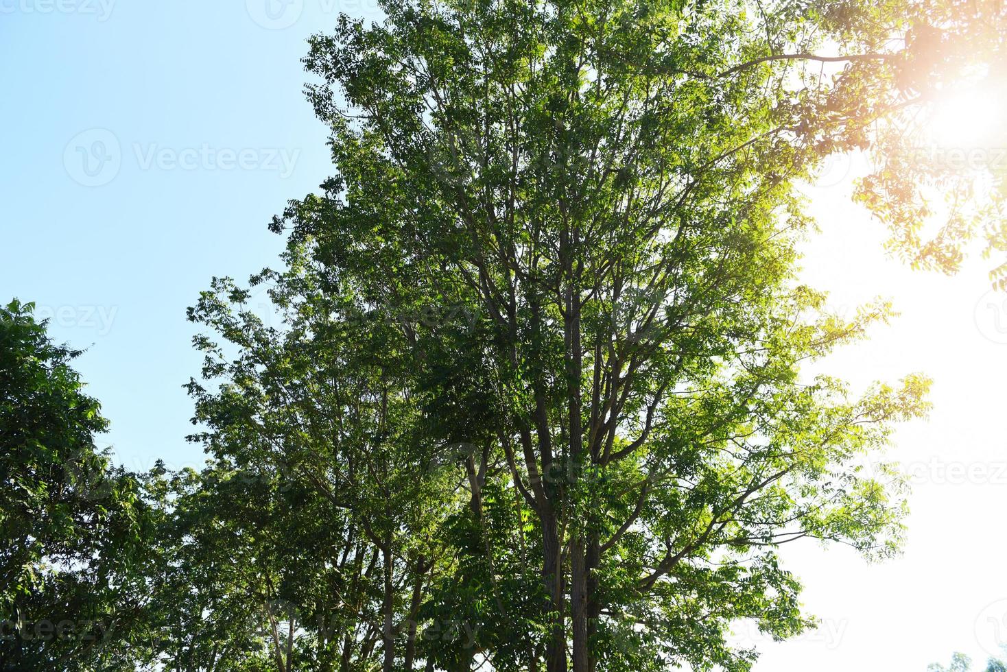 Neem tree The sun brightly shines through tree sunlight Fresh green tree neem leaves plant growing on nature for food and herb, Azadirachta indica photo