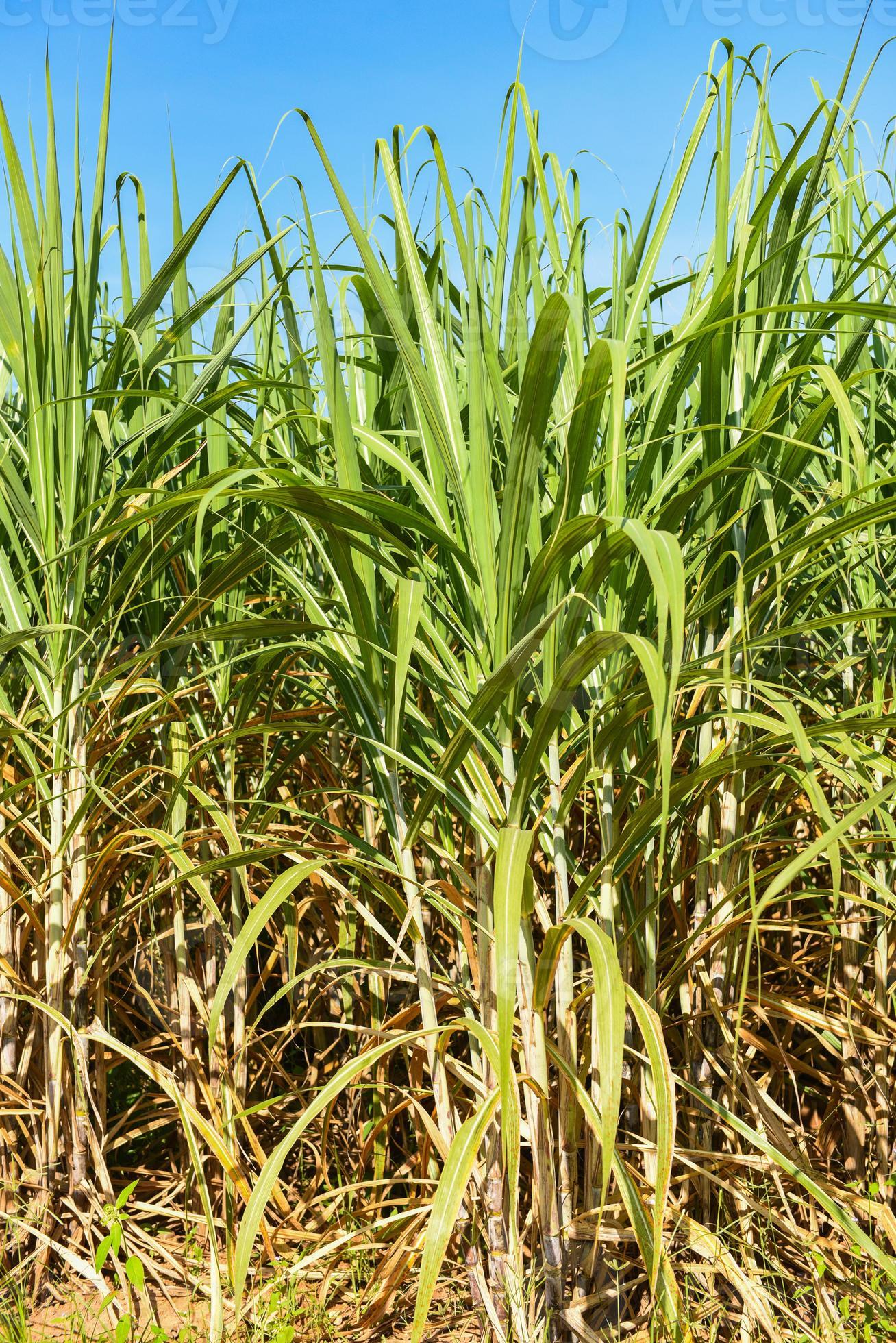 Sugar cane plantation crops in green, Tropical tree plant sugar cane