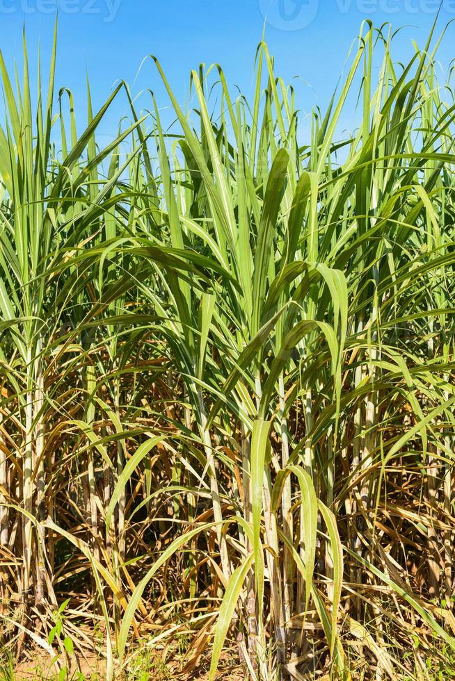 Sugar cane plantation crops in green, Tropical tree plant sugar cane leaves of the green fields nature agricultural farm, sugarcane plant in blue sky photo