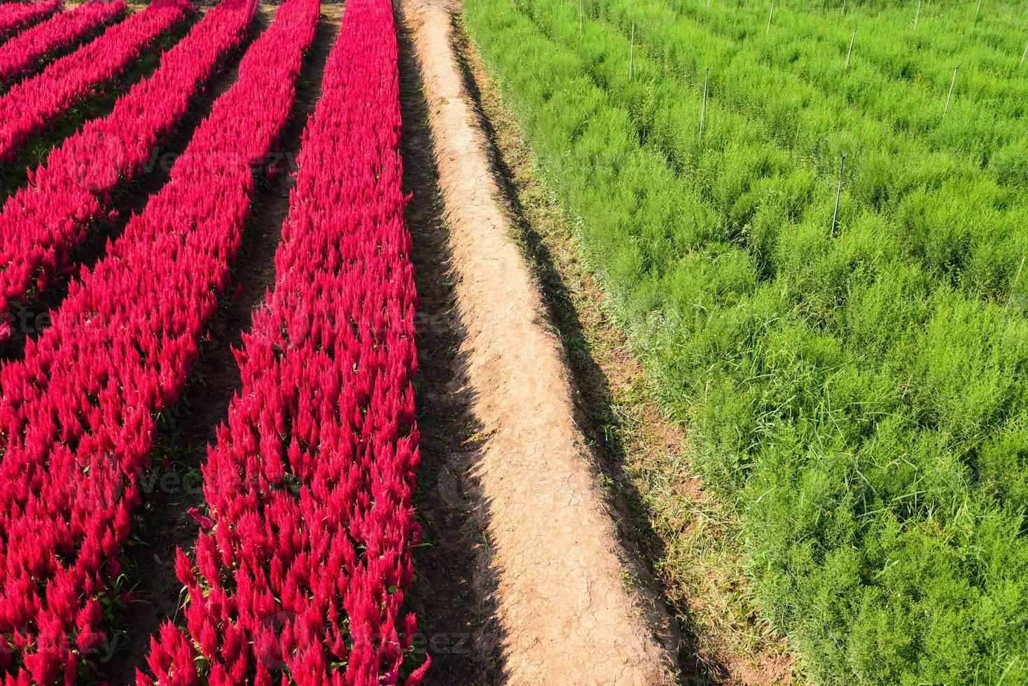 Flower garden landscape flower field with red and green plant farm, Beautiful Celosia Plumosa flowers scenery summer photo