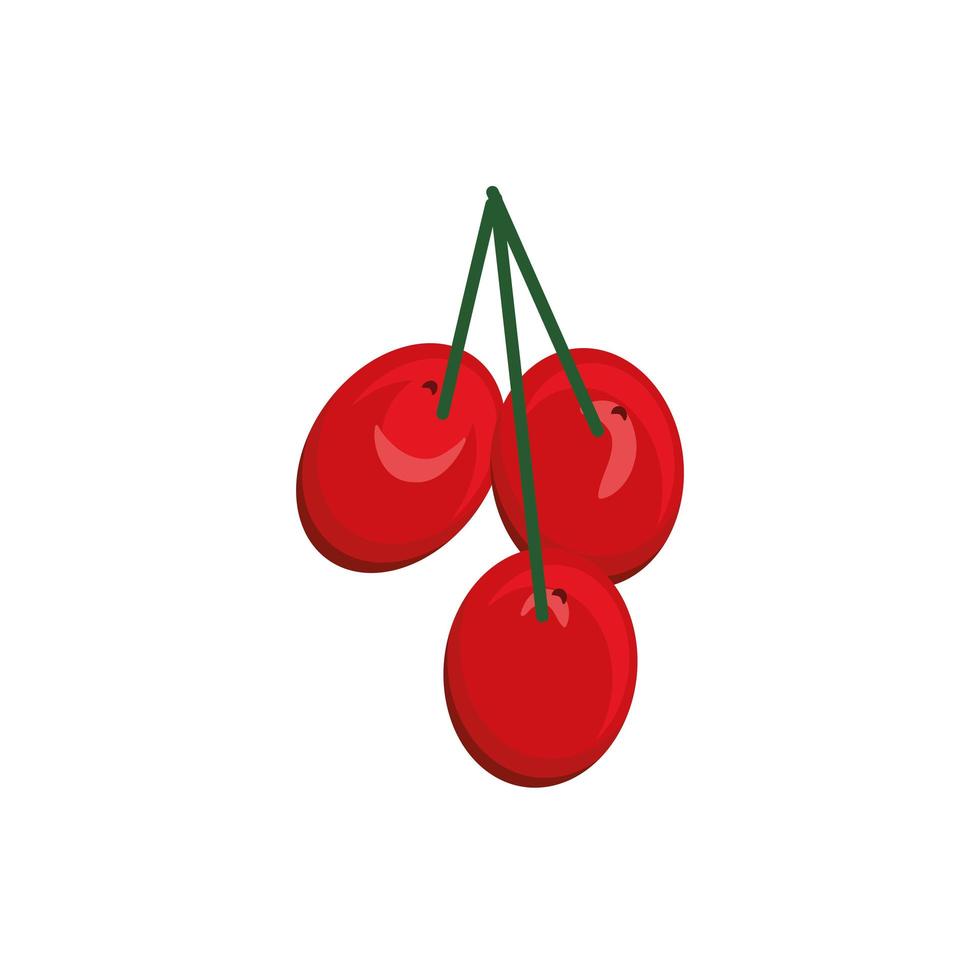 bunch berries nature vector