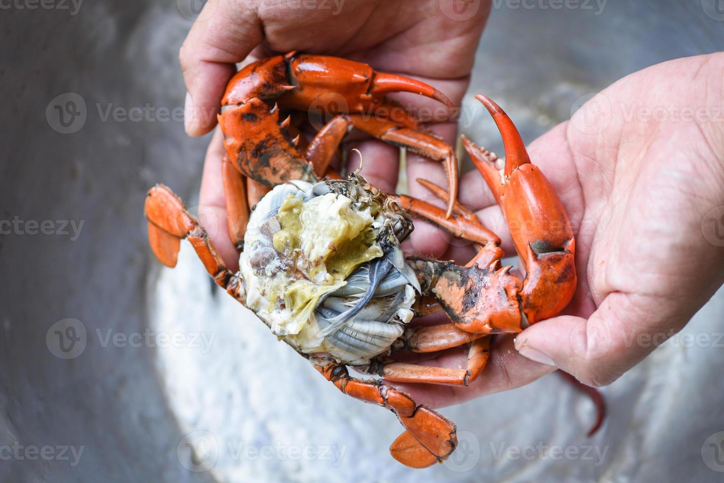 Cooked crab boiled on hand, Peeled crab meat photo