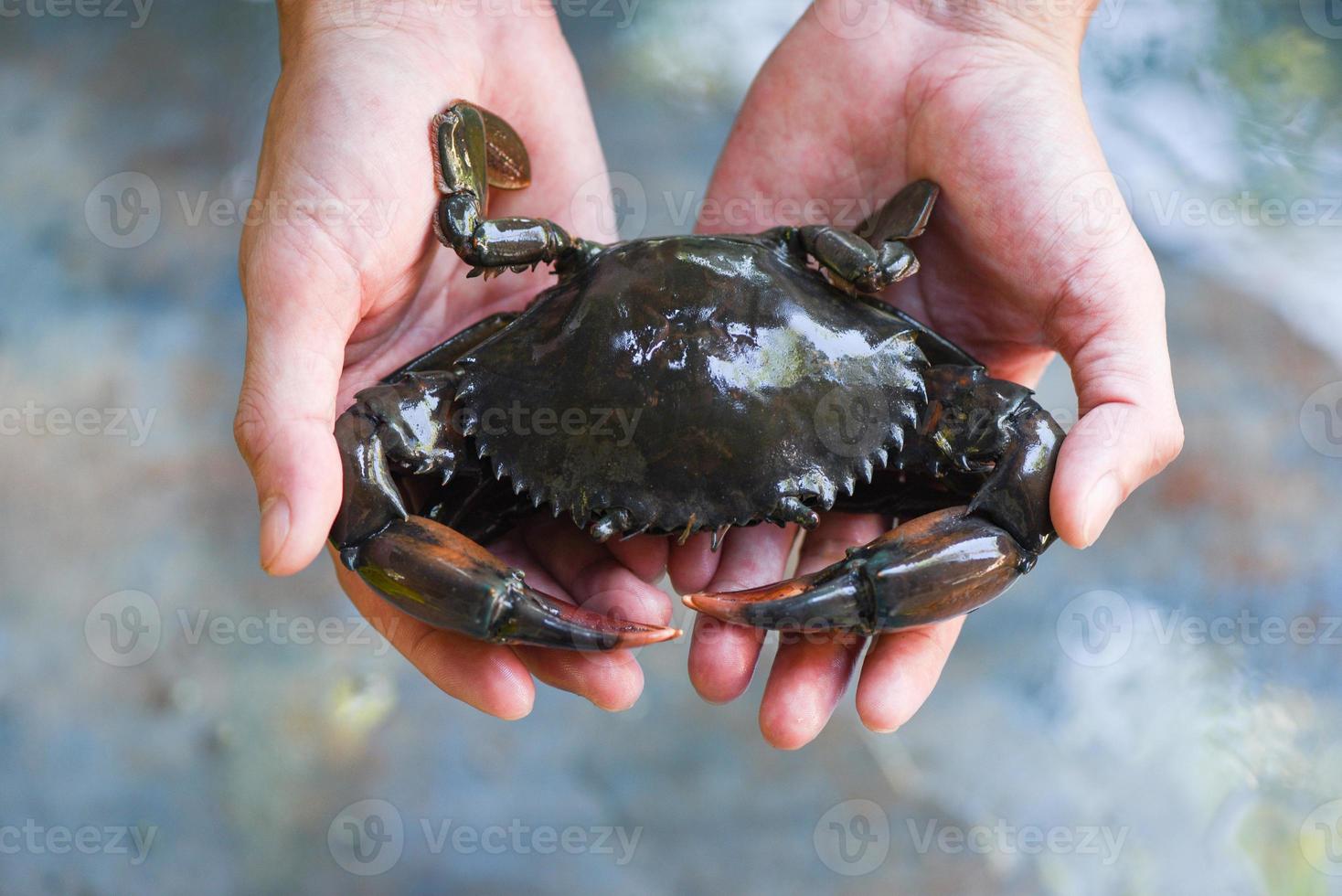 Seafood crab on hand in the market, Fresh raw crab ocean gourmet in the restaurant. photo