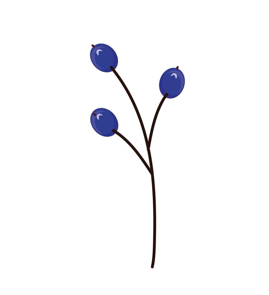 blueberries branch nature vector