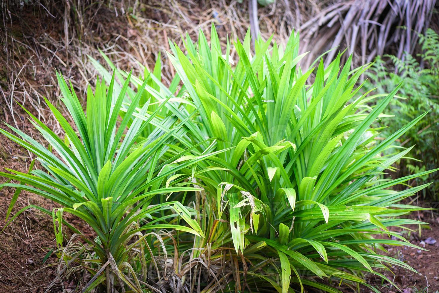 Pandan leaf plant growing on the Pandan trees garden for natural herbs ingredient in Asian Thai kitchen food. photo