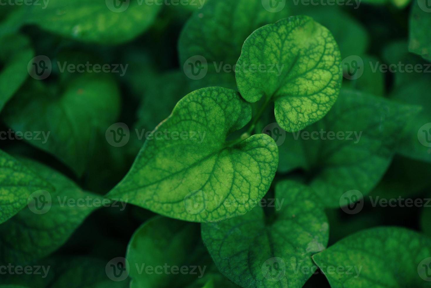 Leaf beautiful in the tropical forest plant jungle, Natural green leaves pattern dark background Plu Kaow Houttuynia cordata photo