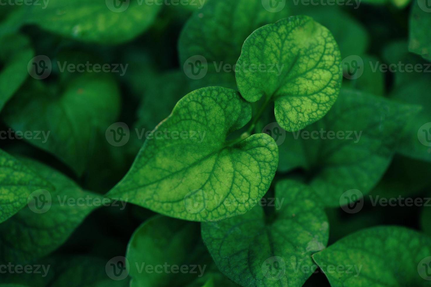 Hoja hermosa en la selva de plantas de bosque tropical, patrón de hojas verdes naturales fondo oscuro plu kaow houttuynia cordata foto