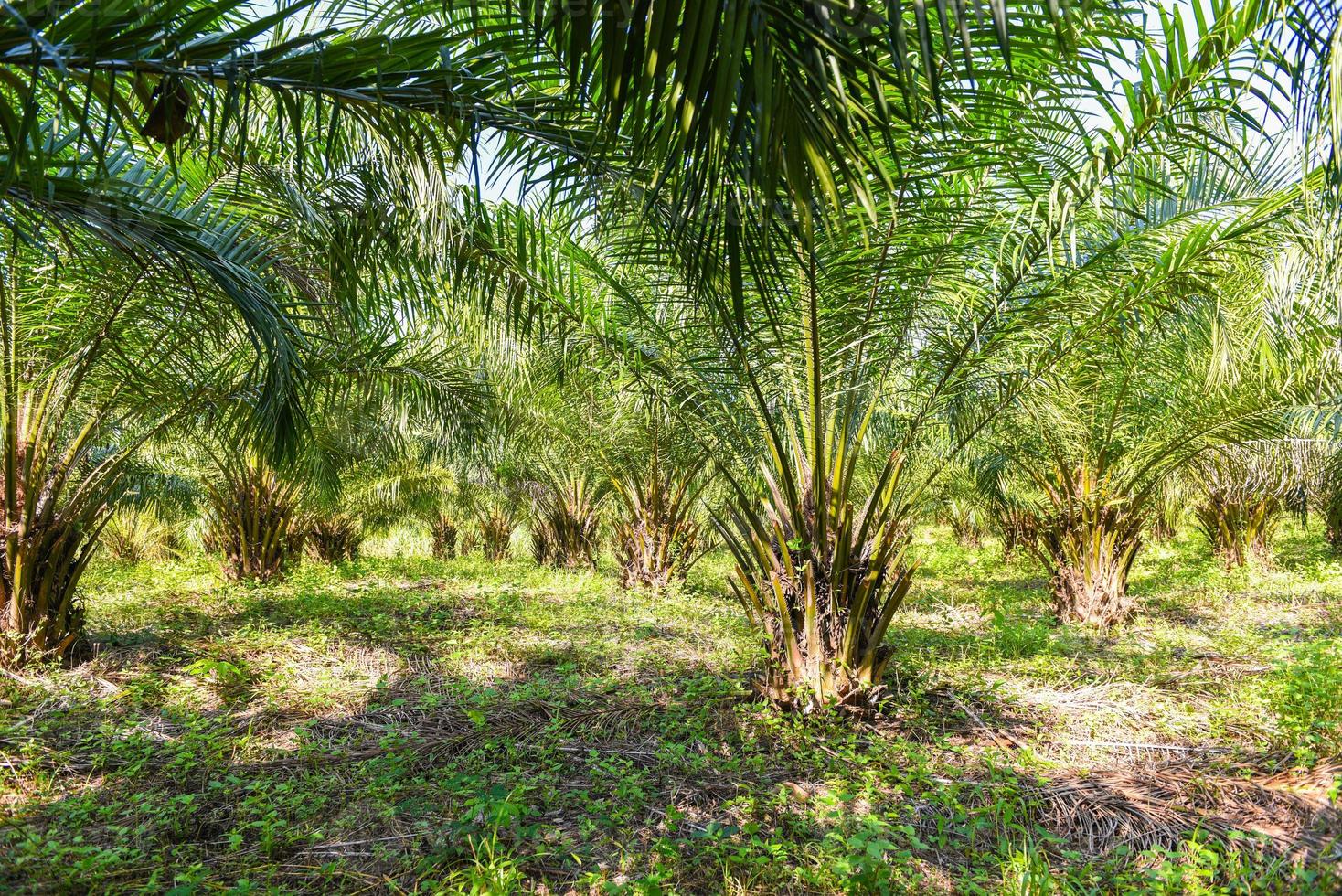 Tropical tree plant palm tree fields nature agricultural farm palm