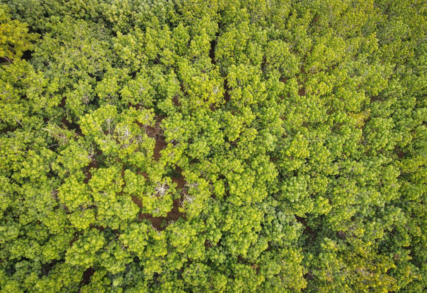 Vista aérea del entorno de los árboles del bosque Fondo de la naturaleza del bosque, textura del árbol verde Vista superior del bosque desde arriba, plantaciones de caucho con agricultura de árboles de caucho foto