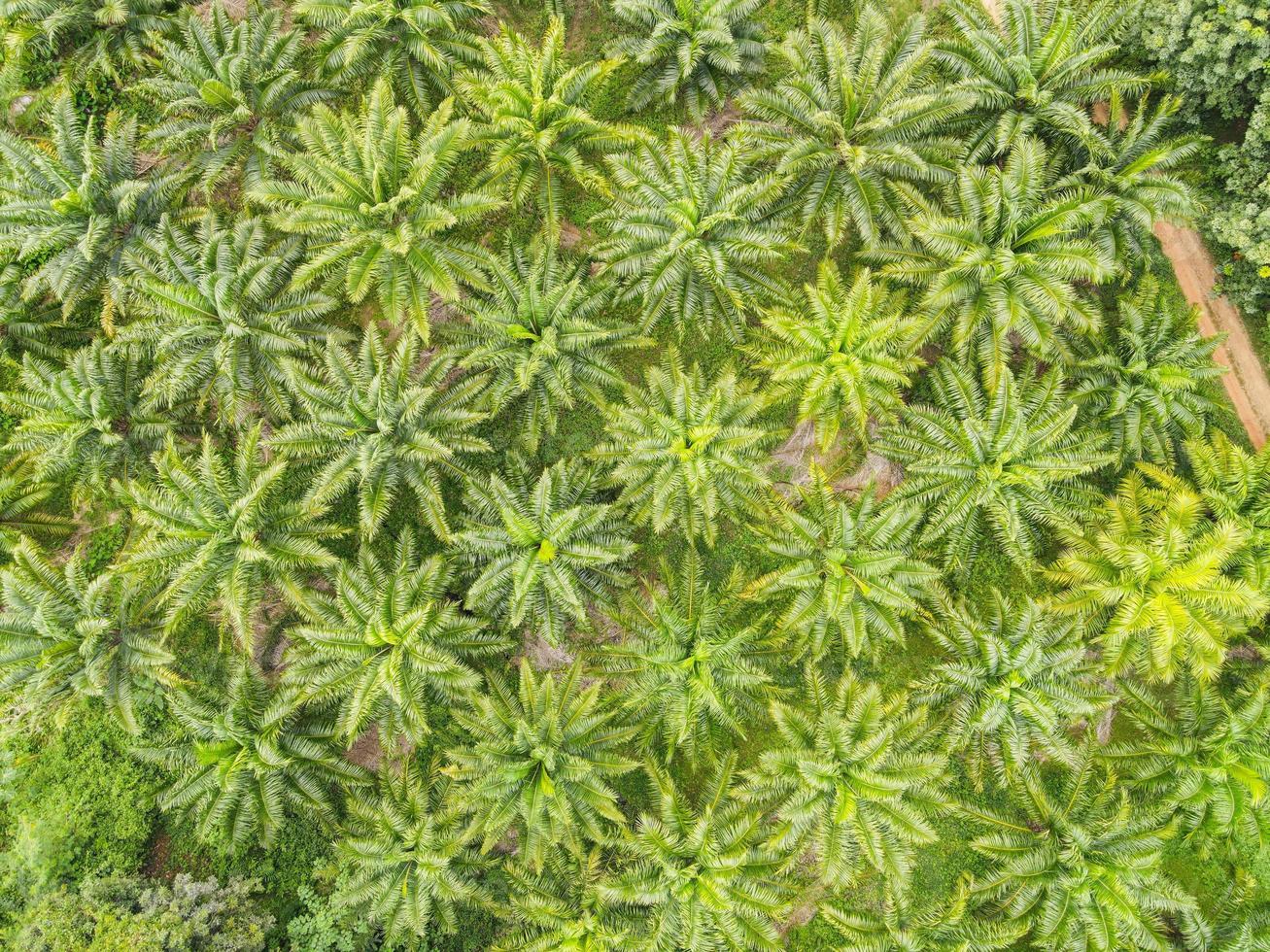 Top view palm leaves from above of crops in green, Bird's eye view tropical tree plant, Aerial view of the palm tree green fields nature agricultural farm background photo